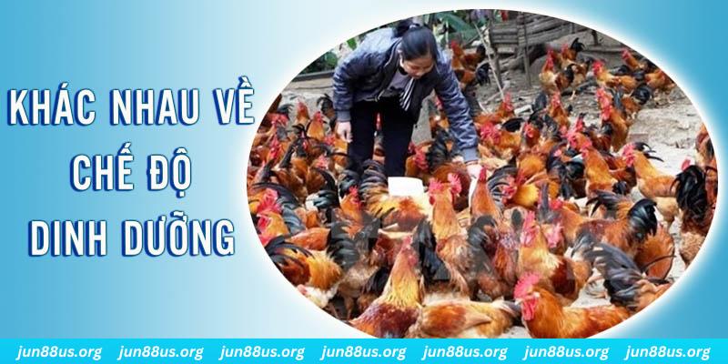 nohu90 xổ số thứ sáu hàng tuần